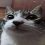 veikeron