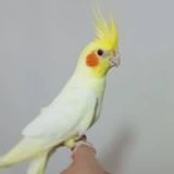 HeyHeyHeyo