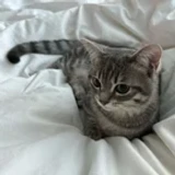 sleepyhvh