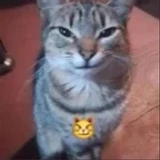 imacooldevright