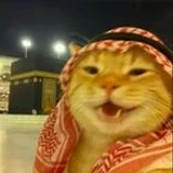 Cat_Script