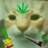 vertflexx