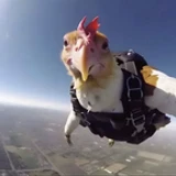 Flying_Chicken