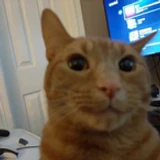 LoopyPawss