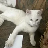 Neni