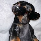 ImAdog
