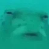 afish