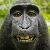 monke_777