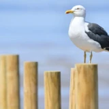 SeagullIY