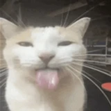 Wh1t3Dev