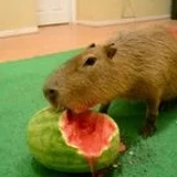 Capybara_Lover