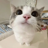 LilCookie