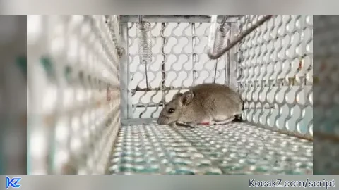 mouselock free
