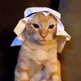 catt0q